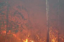 Лесной пожар