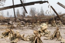 Последствия лесного пожара в селе Верхняя Верея Выксунского района Нижегородской области (03.08.2010)