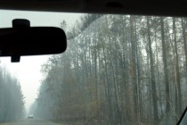 Здесь птицы не поют. Последствия верхового пожара в Выксунском районе