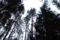 Пожары в лесах Выксунского района могут в любой момент стать верховыми