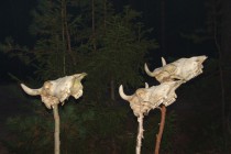 Леса в Выксунском районе. Ориентир для проезда пожарных расчетов