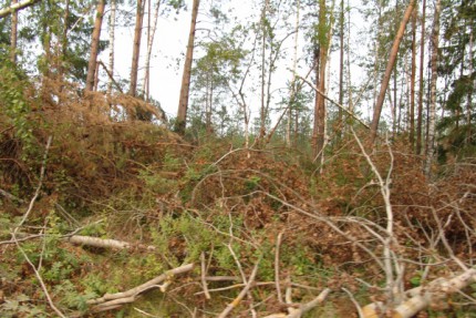 Ликвидация лесных пожаров в Семеновском районе Нижегородской области