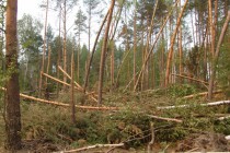 Местные жители ждут беды от буреполома, который лежит около деревни Быковка в Семеновском районе