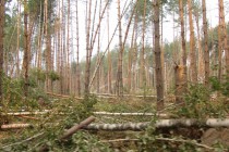 Местные жители ждут беды от буреполома, который лежит около деревни Быковка в Семеновском районе