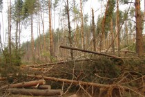 Местные жители ждут беды от буреполома, который лежит около деревни Быковка в Семеновском районе