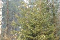 Огонь вспыхивает в лесу повсеместно