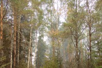 Огонь вспыхивает в лесу повсеместно