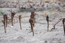 Капуста на огородах в Верхней Верее