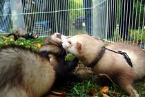 День хоря прошел в нижеродском парке им. Кулибина