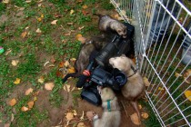 День хоря прошел в нижеродском парке им. Кулибина