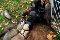 День хоря прошел в нижеродском парке им. Кулибина