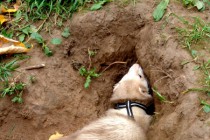 День хоря прошел в нижеродском парке им. Кулибина