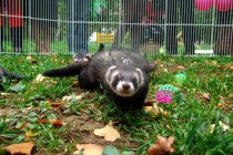 День хоря прошел в нижеродском парке им. Кулибина