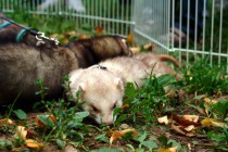 День хоря прошел в нижеродском парке им. Кулибина