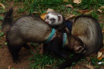 День хоря прошел в нижеродском парке им. Кулибина