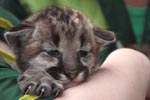 Пумы в нижегородском зоопарке Лимпопо к новому году принесли тройню