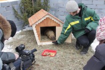 Чтобы еще раз выманить сурка для съемки, потребовалась помощь работников зоопарка