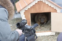 Телекамерам сурок не доверяет