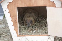 Предсказания сурка Олеси в прошлом году оправдались