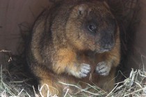 По поведению сурка работники зоопарка решили, что первая половина весны будет холодной, а вторая - теплой