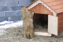 С третьей попытки Олеся вышла на улицу, обнюхала домик и прошлась по вольеру