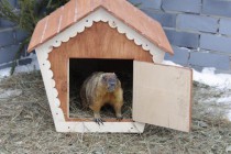 Сурок Олеся сначала не захотела выходить из домика