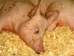 Запрет на продажу мяса свинины на территории Нижегородской области из чистых по АЧС районов будет снят 4 марта (видео ГТРК Кремль)