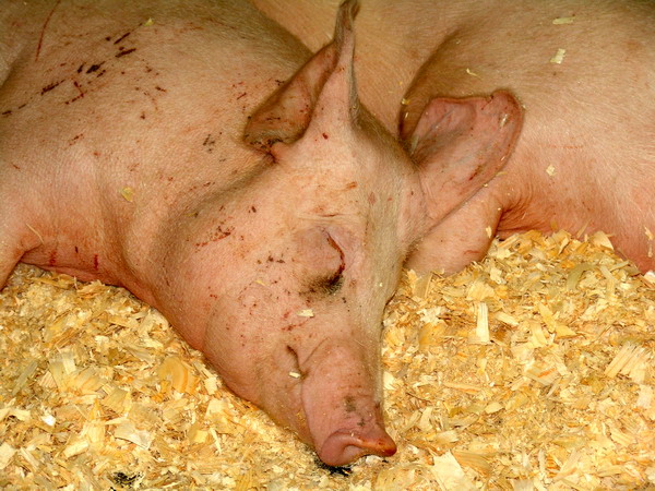 Вторая вспышка африканской чумы свиней выявлена в деревне Мулино Нижегородской области (видео ГТРК Кремль)