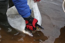 Рыбу, которая ещё может выжить, инспекторы отпускают в воду