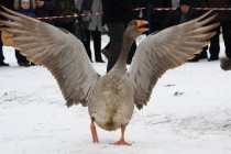 Гусь запугивает противника ударами крыльев и шипением