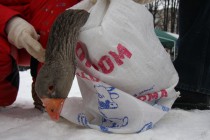 Побежденного гуся усадили в мешок