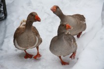 Гусь в сопровождении самок прогуливается в ожидании боя