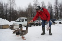 Заводчик кормит бойцового гуся с рук