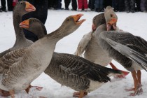 Бой гусей регламентирован строгими правилами