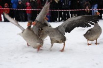История гусиных боев в Павлово насчитывает несколько столетий