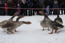 Перед началом боя противники стараются запугать соперника