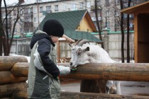 Финалист конкурса кормит камерунскую козу