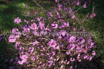 Сакура зацвела в Нижегородском кремле