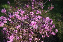 Сакура зацвела в Нижегородском кремле