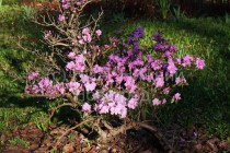 Сакура зацвела в Нижегородском кремле