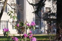 Сакура зацвела в Нижегородском кремле