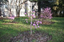 Сакура зацвела в Нижегородском кремле