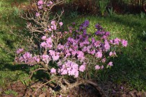 Сакура зацвела в Нижегородском кремле