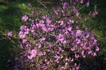 Сакура зацвела в Нижегородском кремле