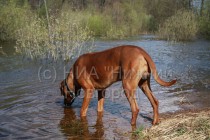Собака пьет воду из разлившейся реки Пыра