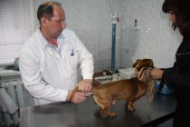 Все домашние животные подлежат прививке от бешенства