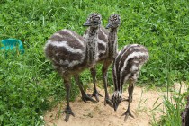 Эмусята стараются держаться вместе