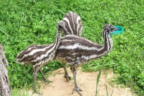 Эмусята вышли на свою первую прогулку