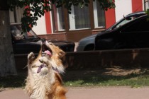 Участие в праздновании приняли не только люди, но и животные