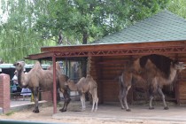 Семья верблюдов нижегородского зоопарка